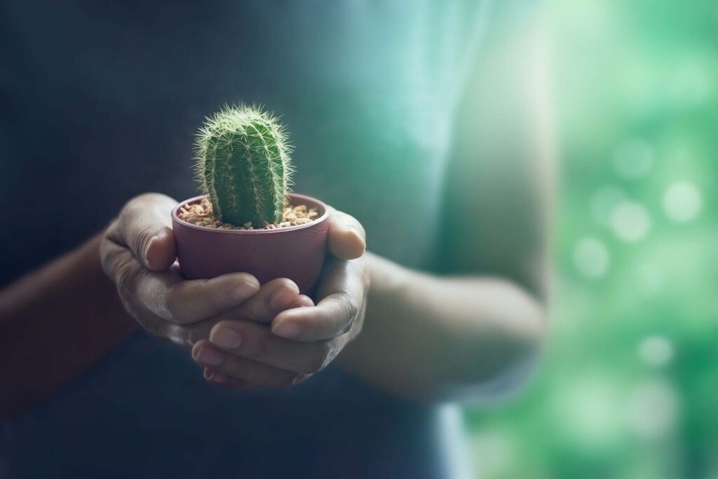 What does Cactus AI offer?